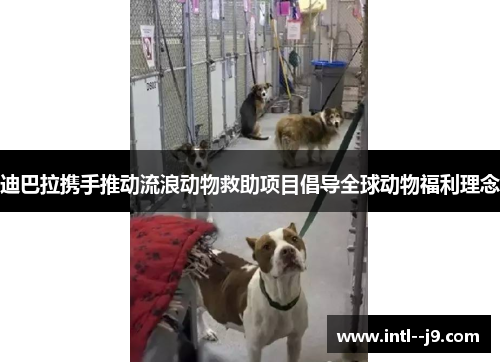 迪巴拉携手推动流浪动物救助项目倡导全球动物福利理念